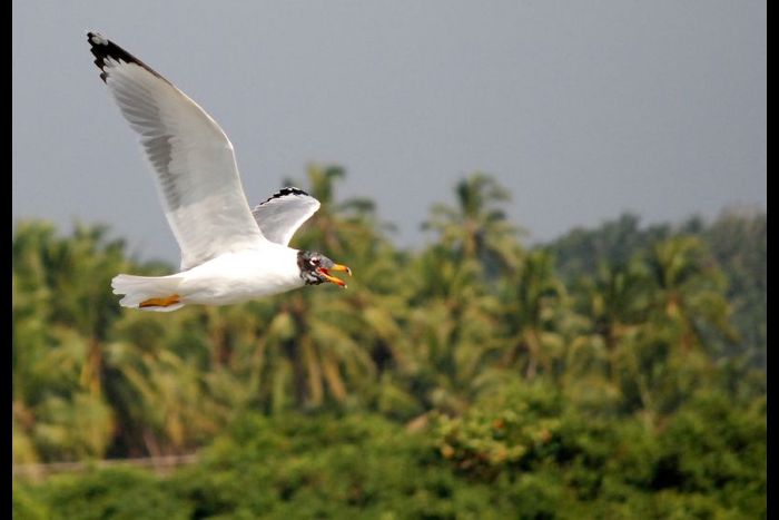 Kadalundi Bird Sanctuary - Malabar Developers