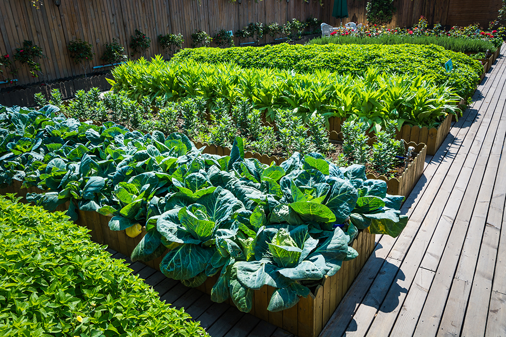 Balcony Kitchen Garden